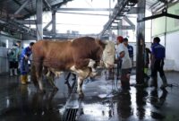 Petugas medis hewan memeriksa kesehatan sapi kurban penjualan Kota Bandung