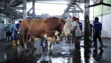 Petugas medis hewan memeriksa kesehatan sapi kurban penjualan Kota Bandung