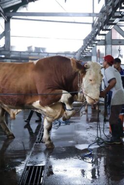 Cara Cek Hewan Kurban Sehat di Bandung via Aplikasi e-Selamat Iduladha 2026