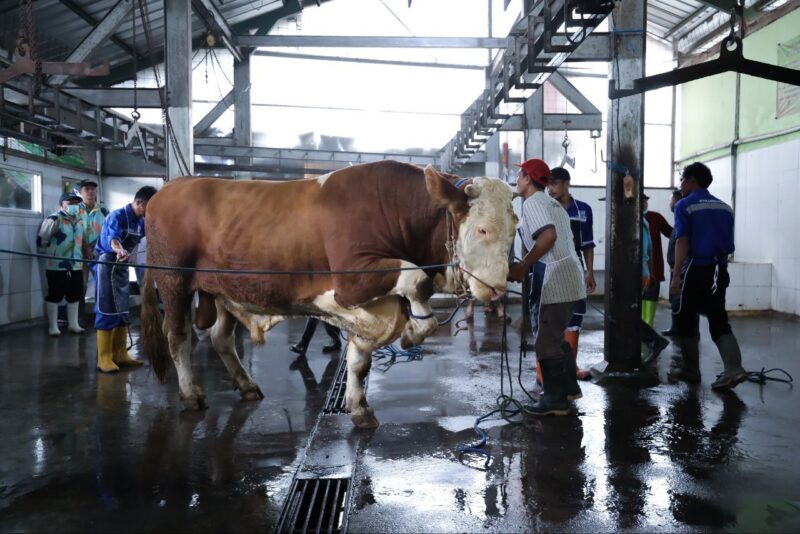 Petugas medis hewan memeriksa kesehatan sapi kurban penjualan Kota Bandung